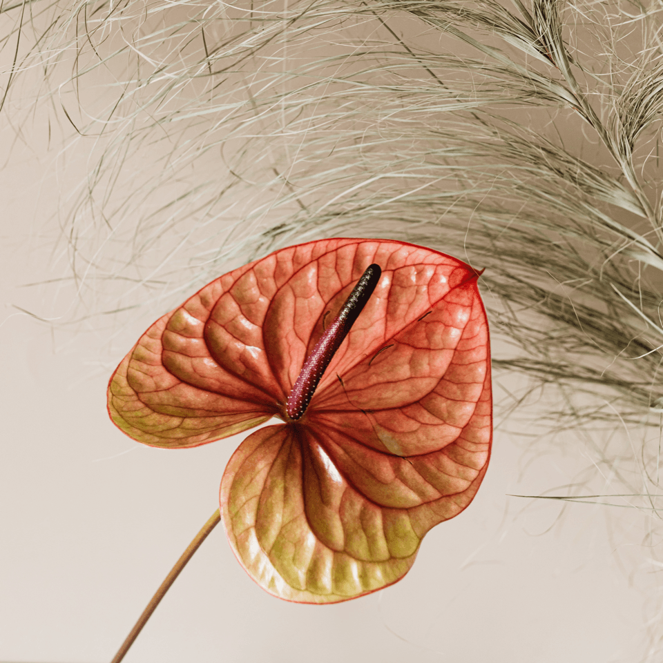 Ayurveda & The Menstrual Cycle: The Follicular Phase & Ovulatory Phase