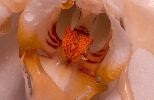 the origin of amrita female