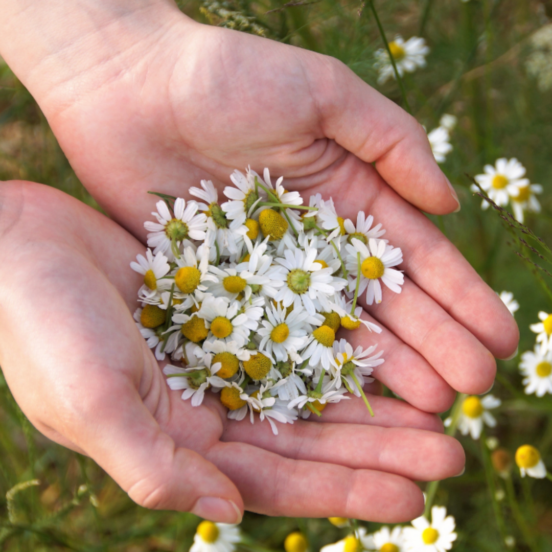 Womb Health Herbs to Strengthen and Tone the Uterus Naturally